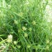Gray's Sedge
